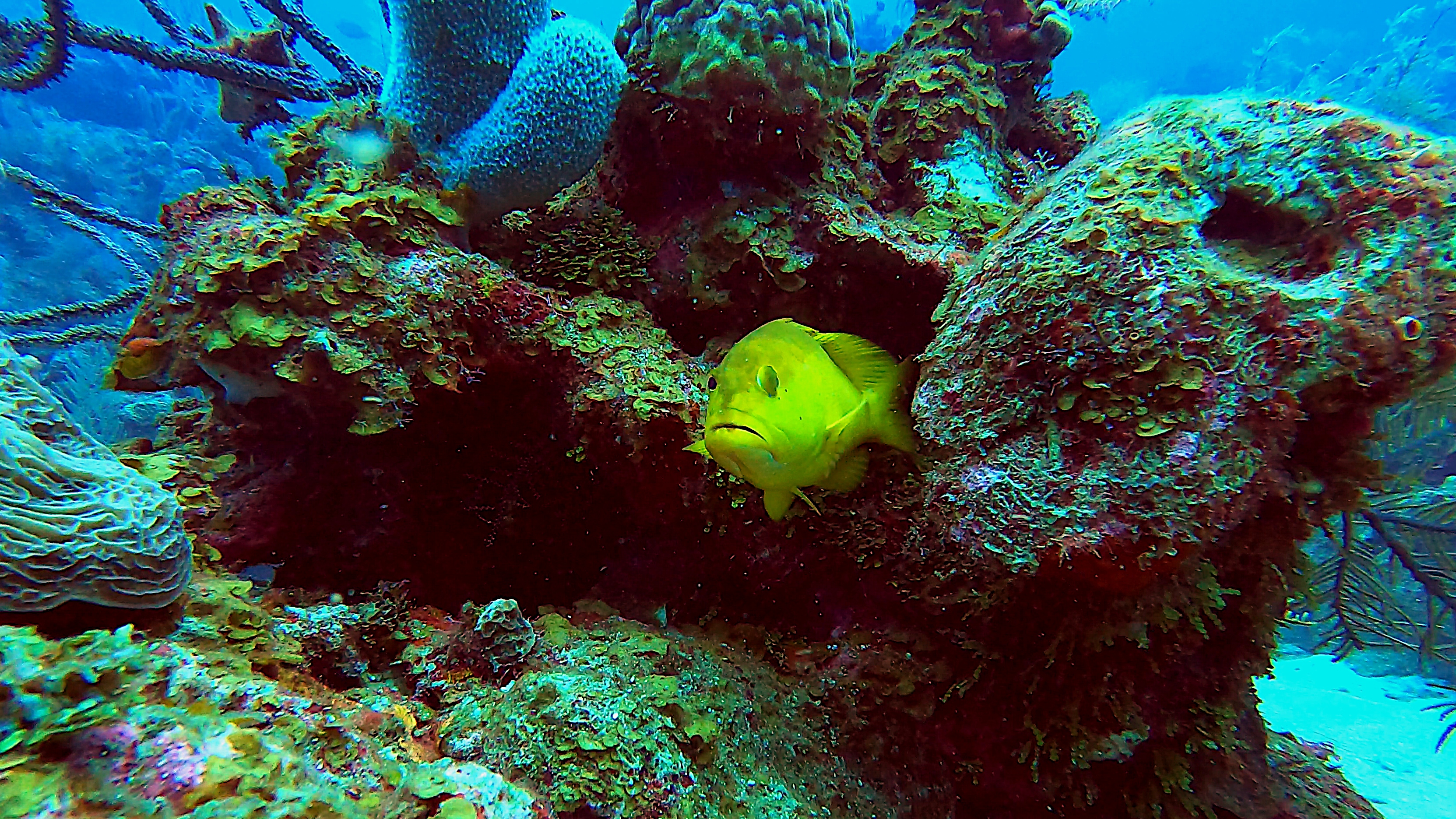 Yellow coney grouper