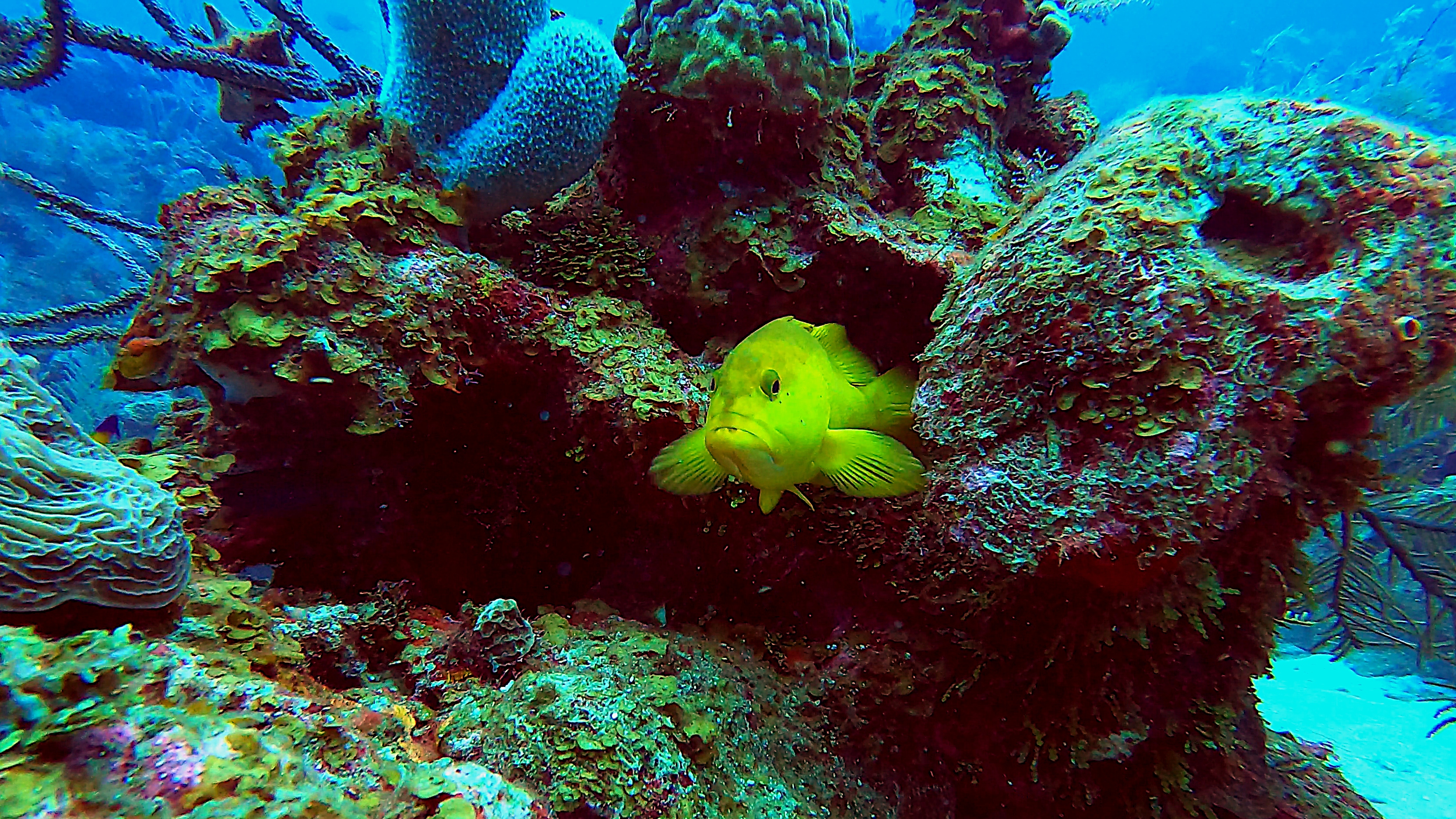 Yellow coney grouper