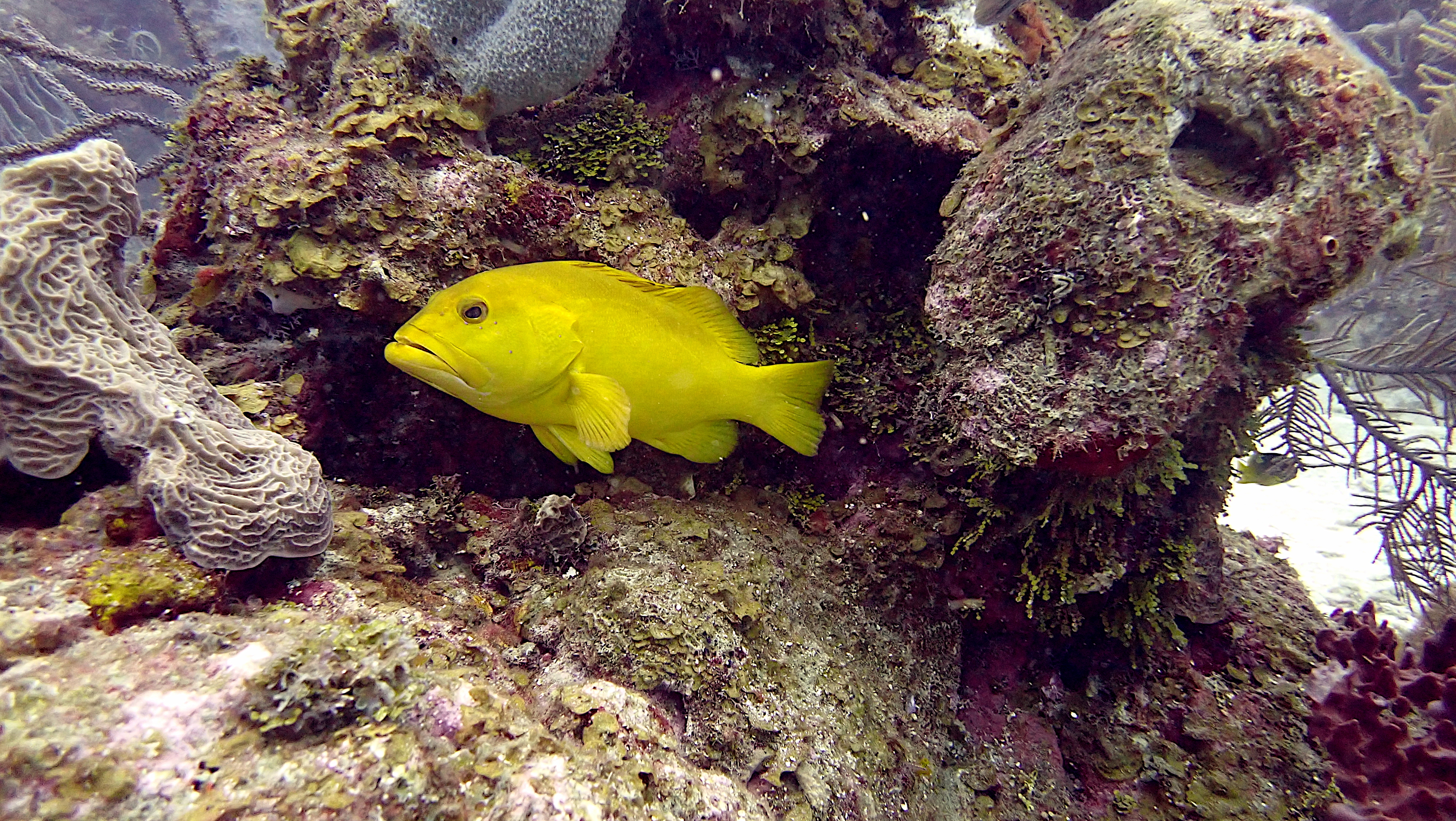 Yellow coney grouper