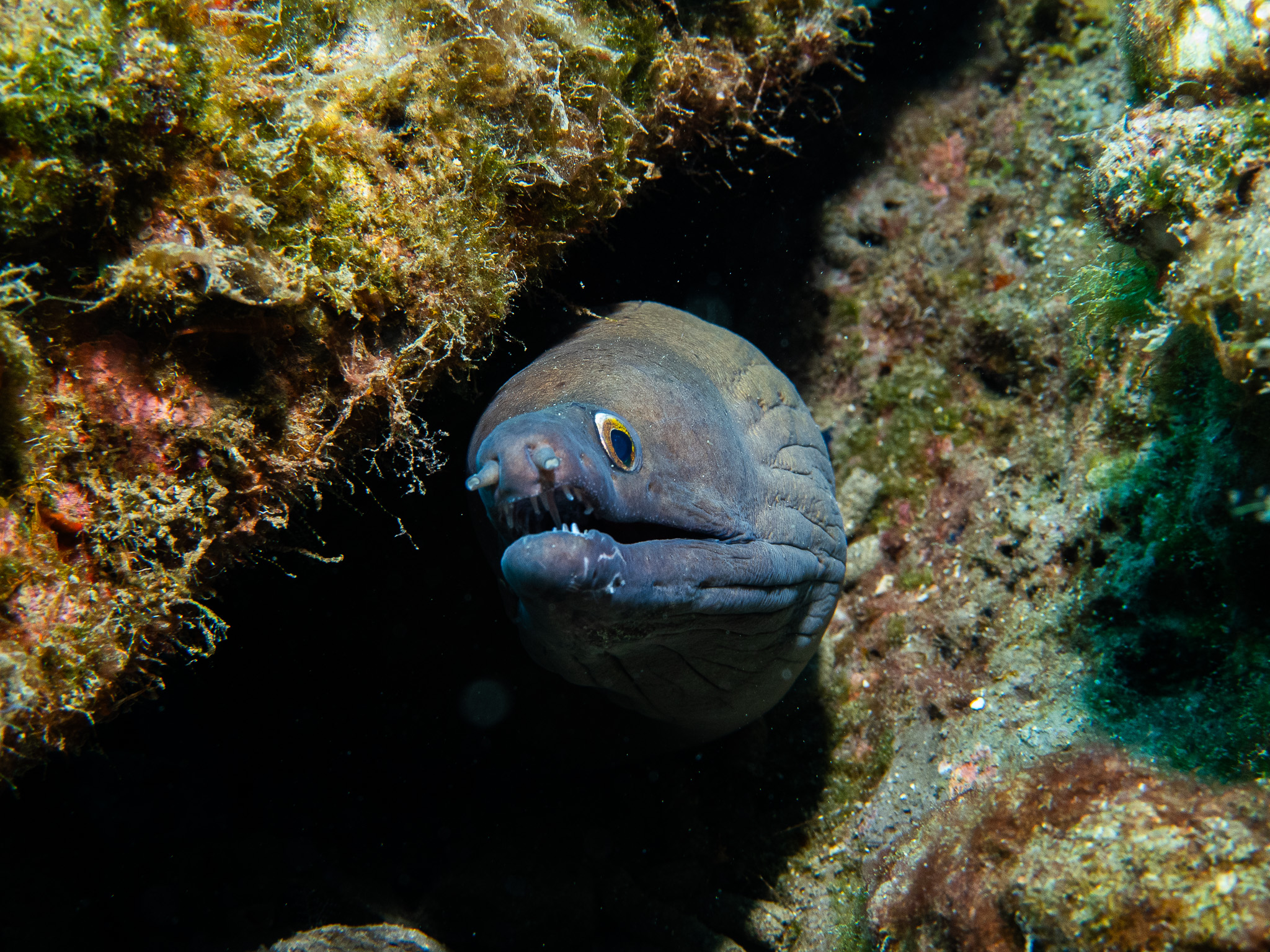 Yellow-Edge Moray Eel