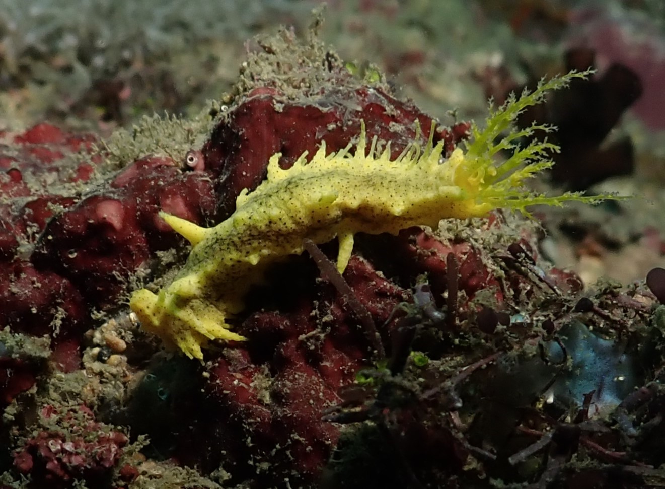 Yellow fellow