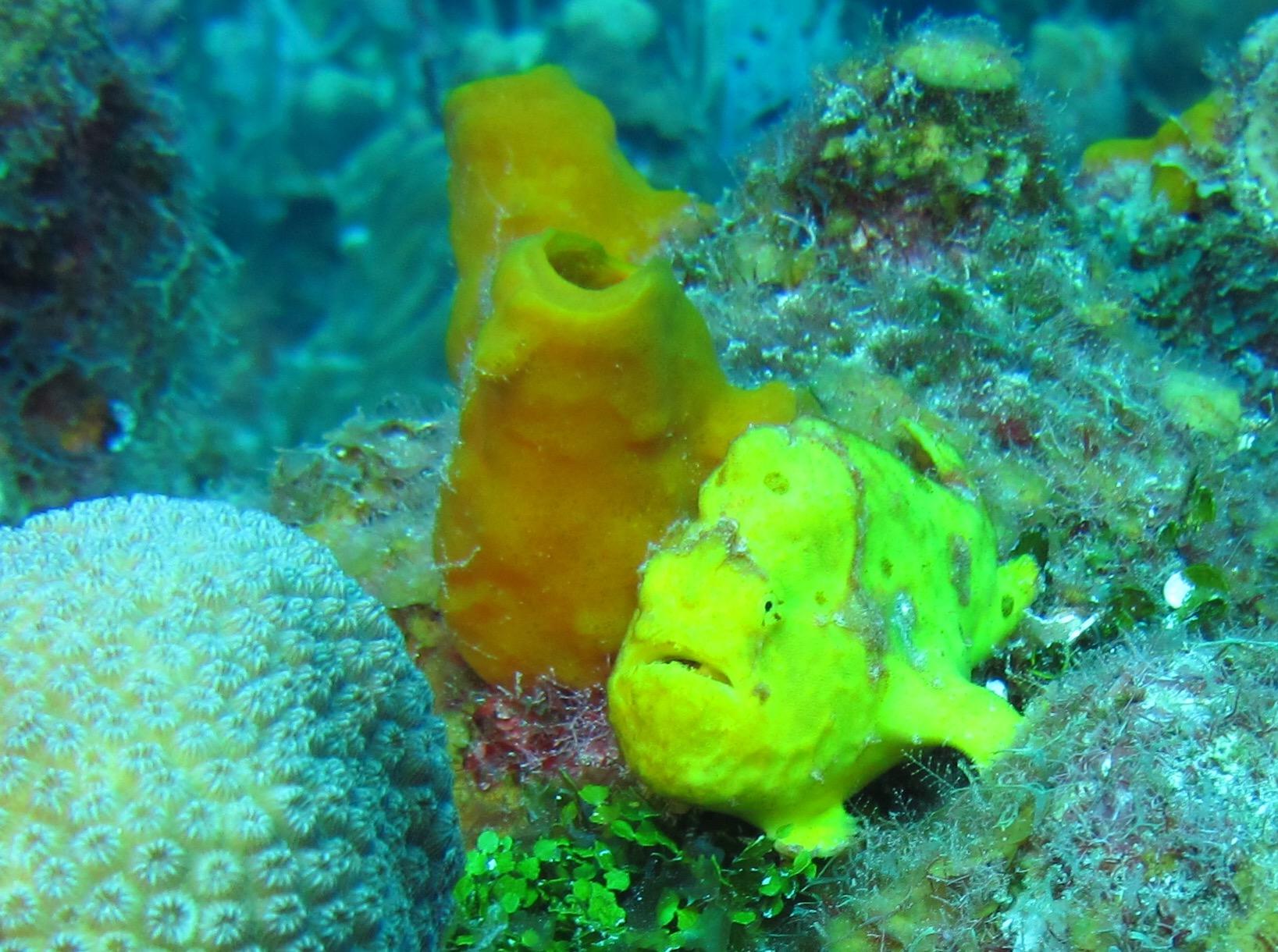 Yellow Frogfish