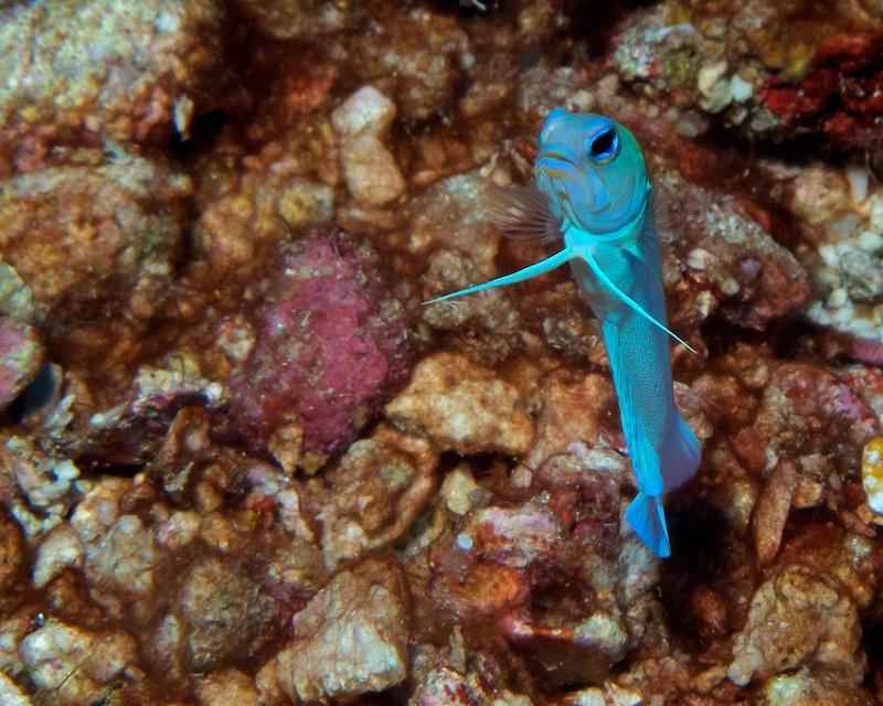 yellow-headed jawfish