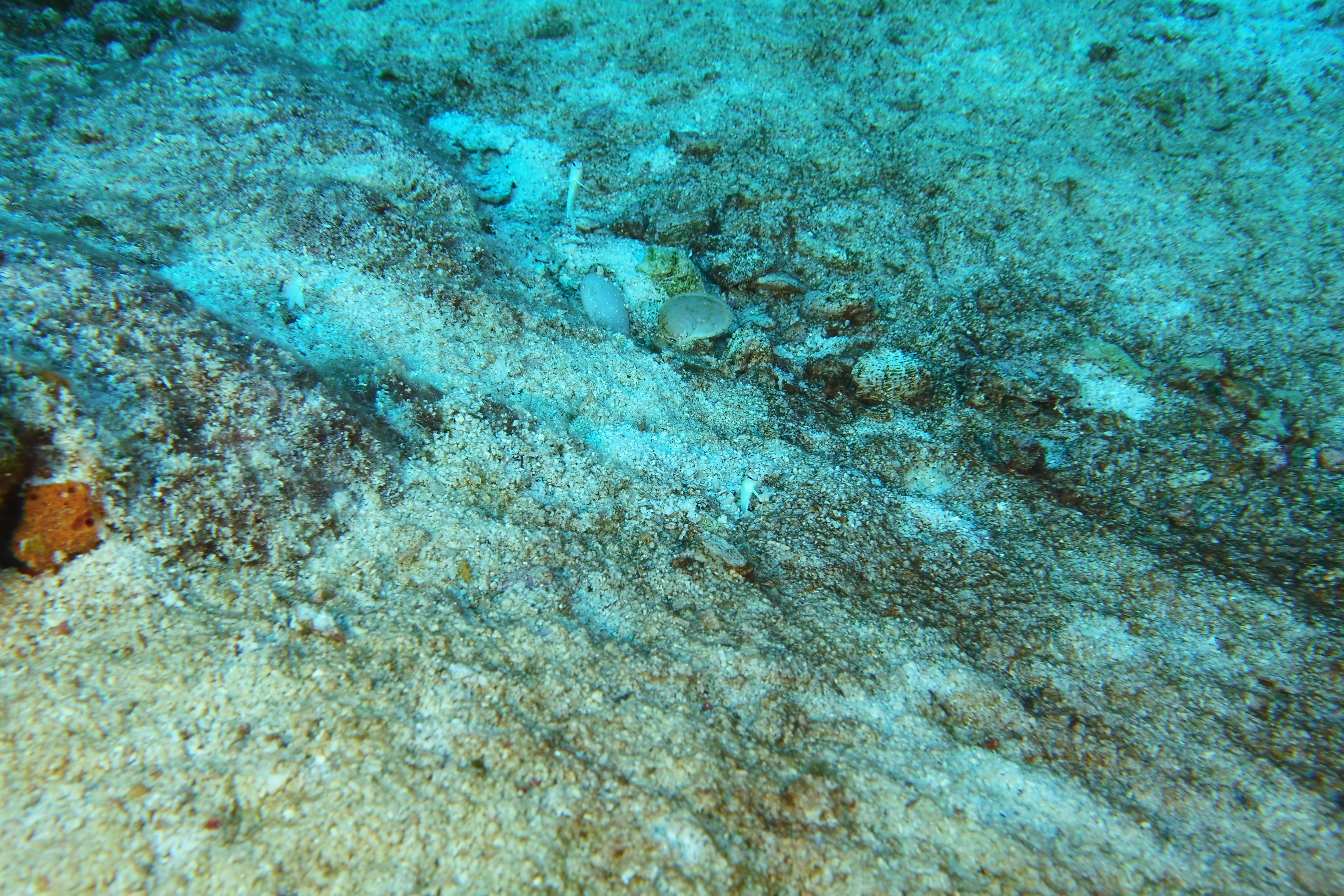 Yellow headed jawfish