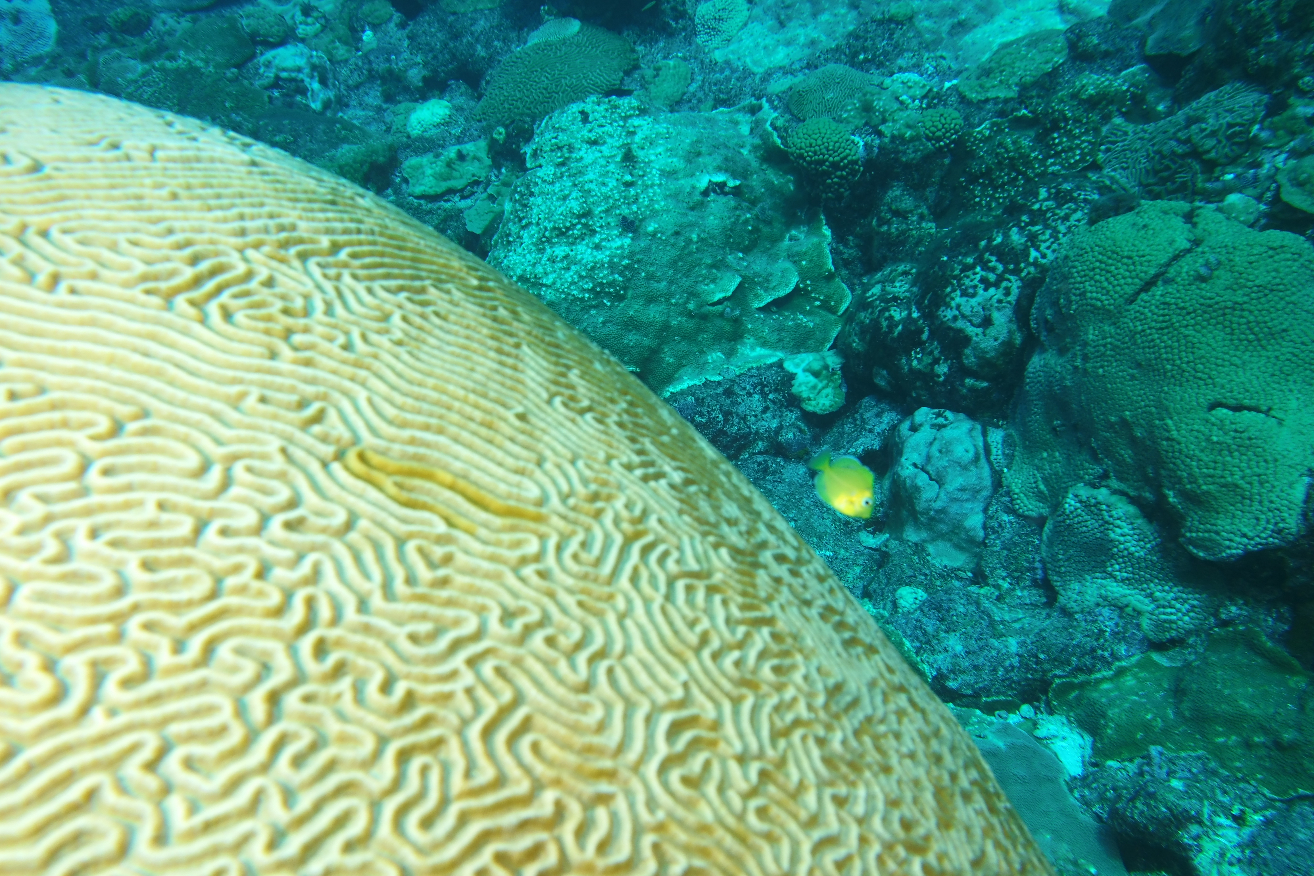 Yellow juvenile fish (may be butterfly fish?)