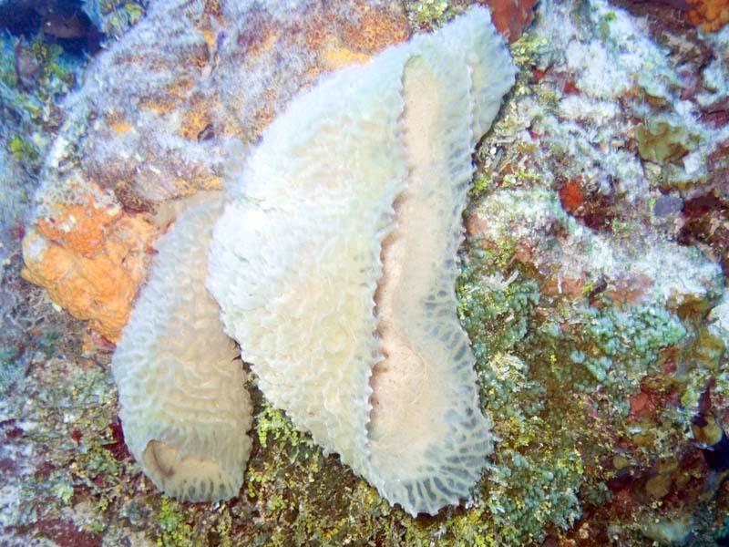 Yellow ray and flounder friend