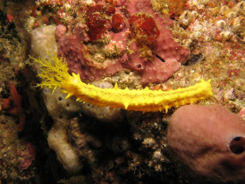 yellow sea cucumber IMG_4709