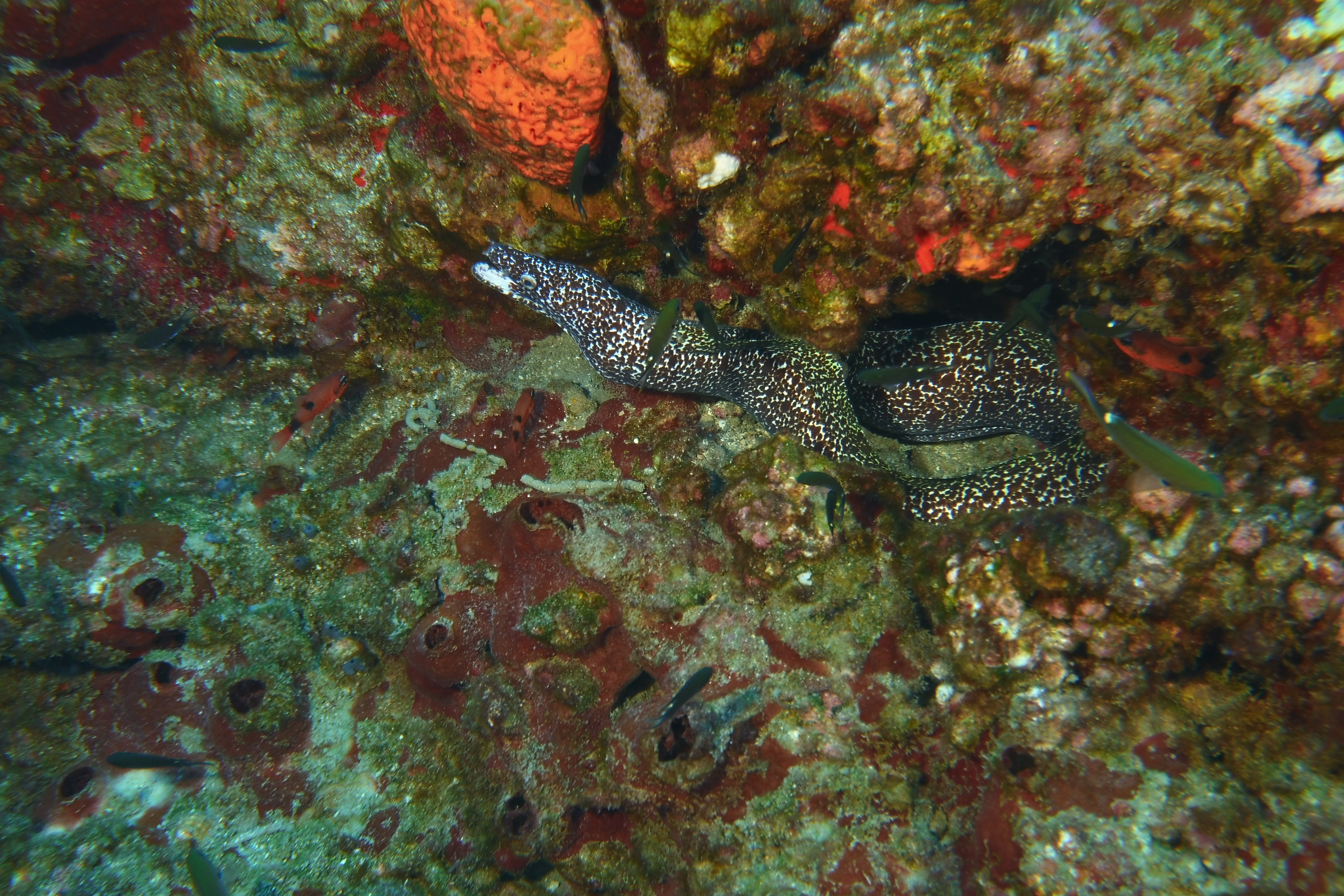 Yellow spotted eel on Stetson #1.