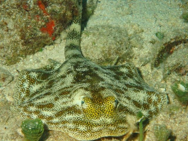 Yellow Sting Ray