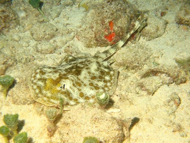 Yellow Sting Ray