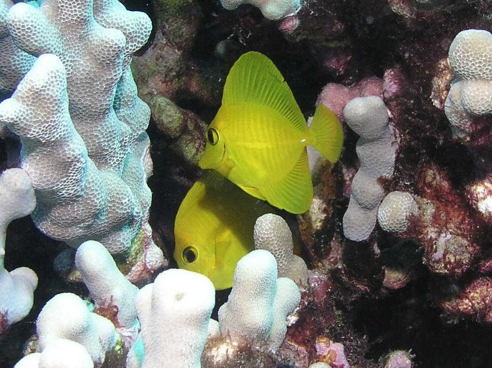 Yellow tangs