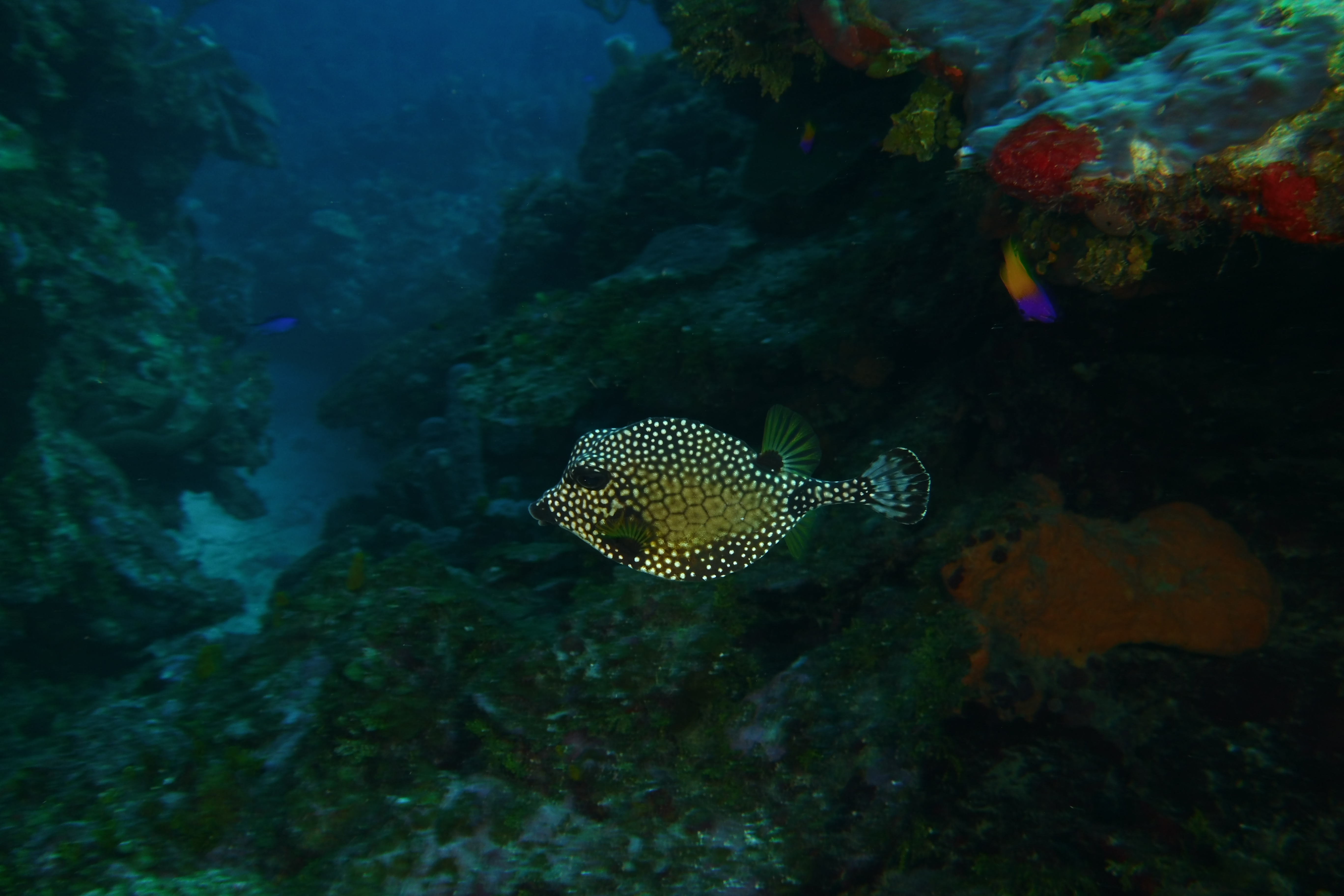 Yellow trunk fish