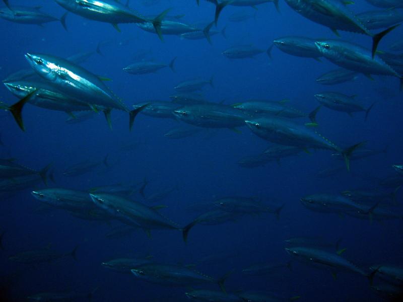 yellowfin tuna school