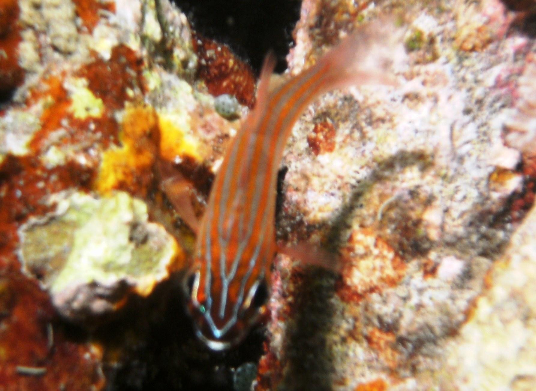 YellowlinedCardinalfish-Juvenile