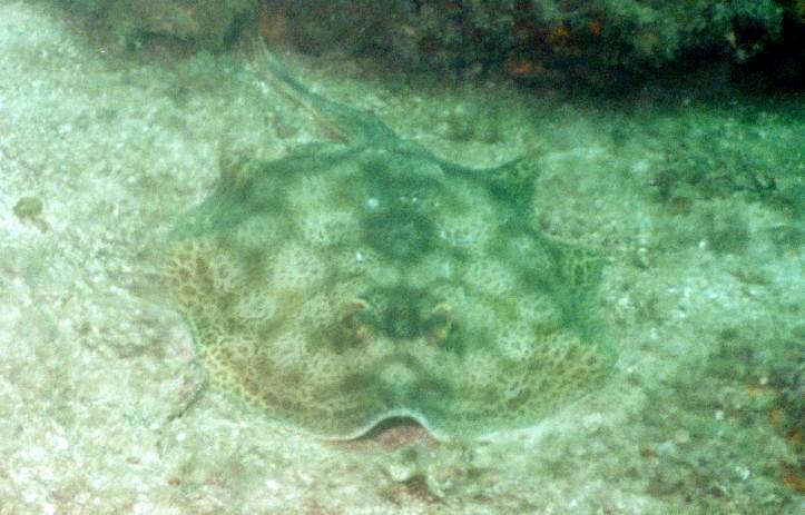 YellowStingray