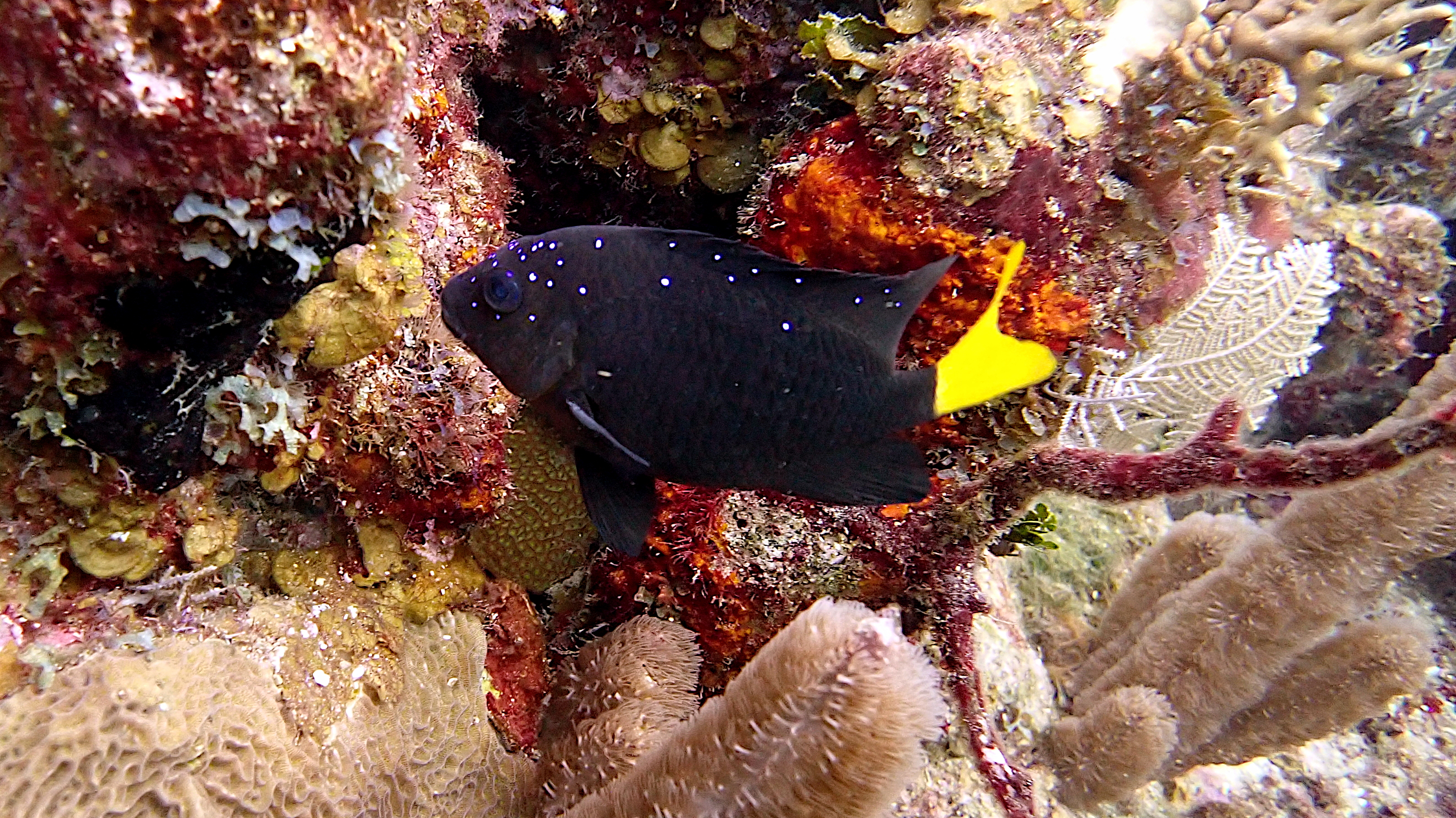 Yellowtail damselfish
