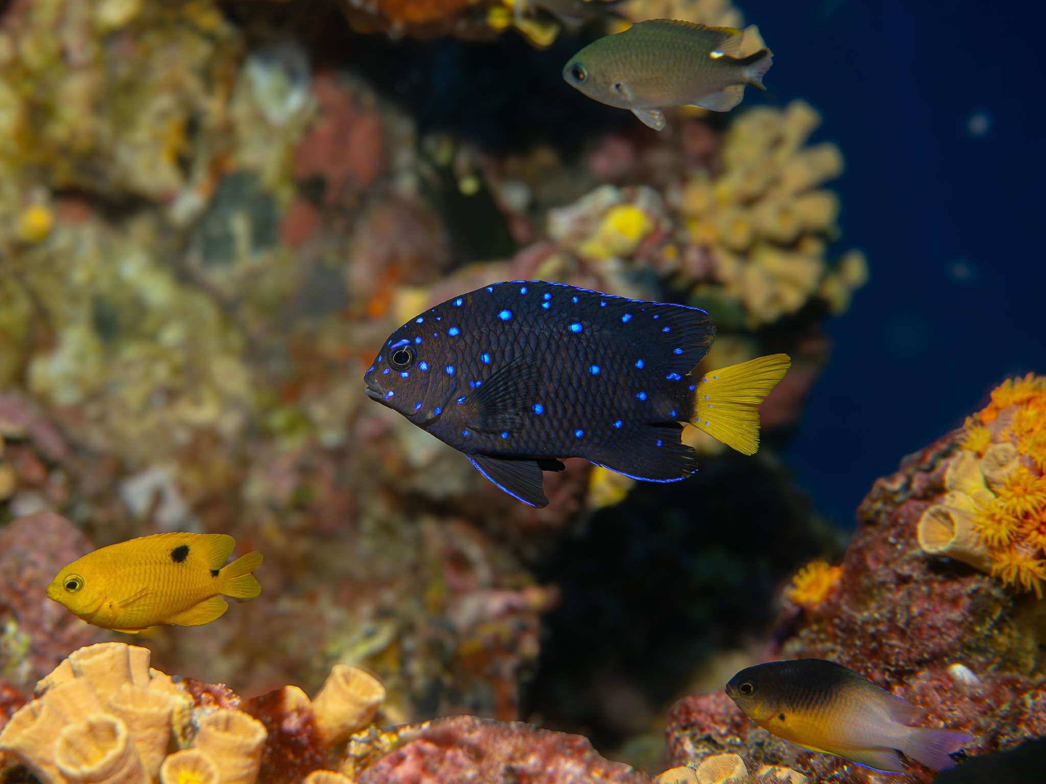 Yellowtail Damselfish