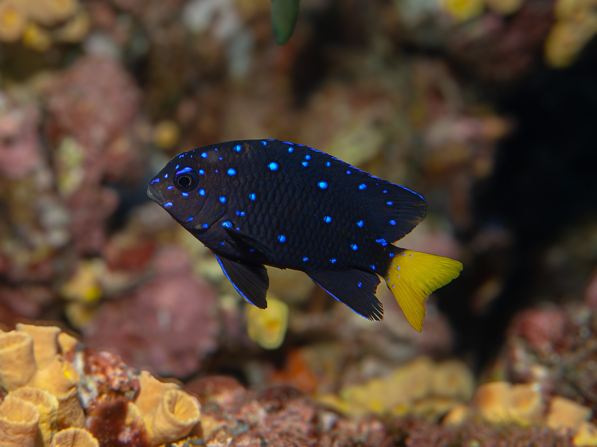 Yellowtail Damselfish