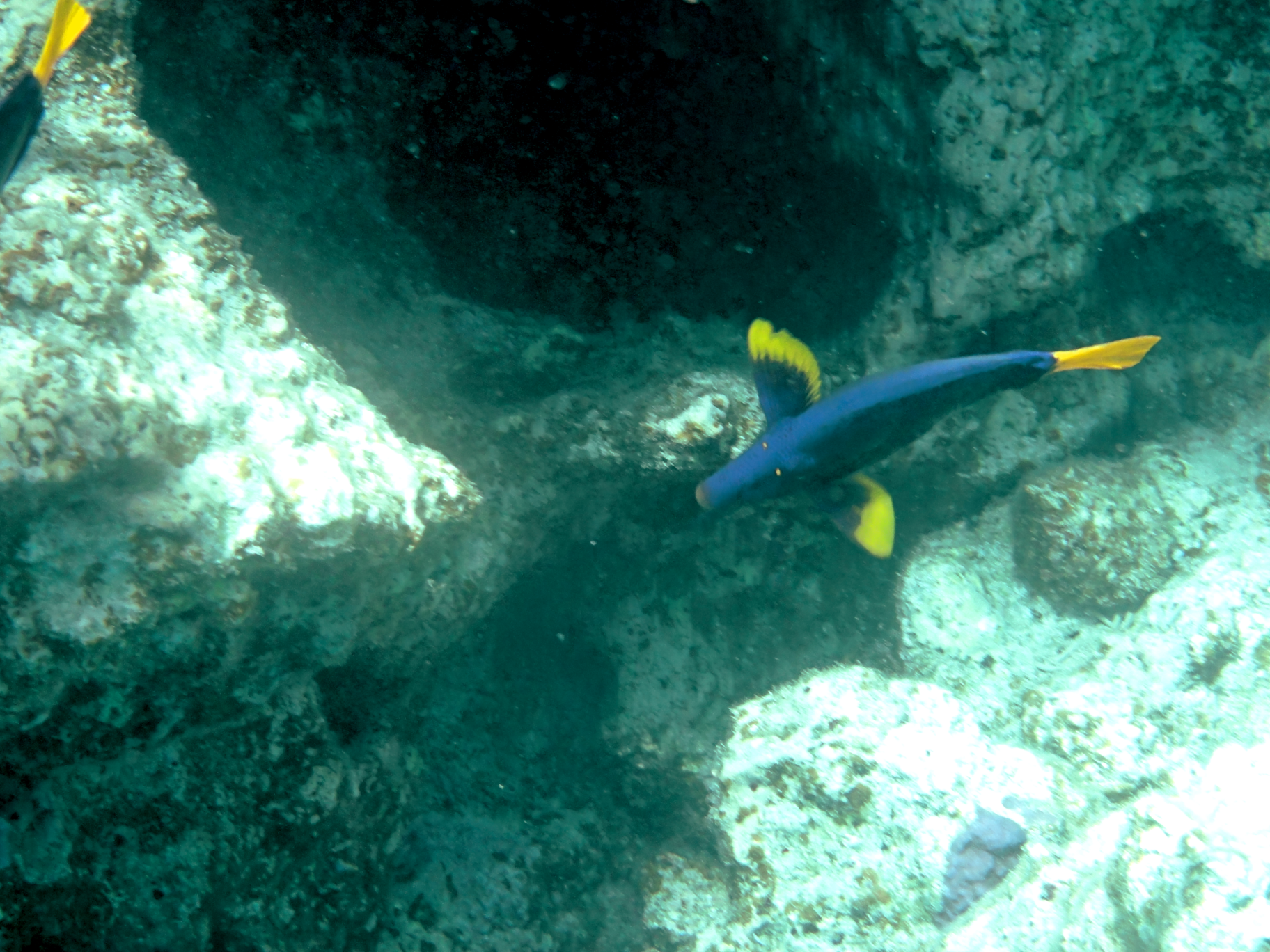 Yellowtail surgeonfish