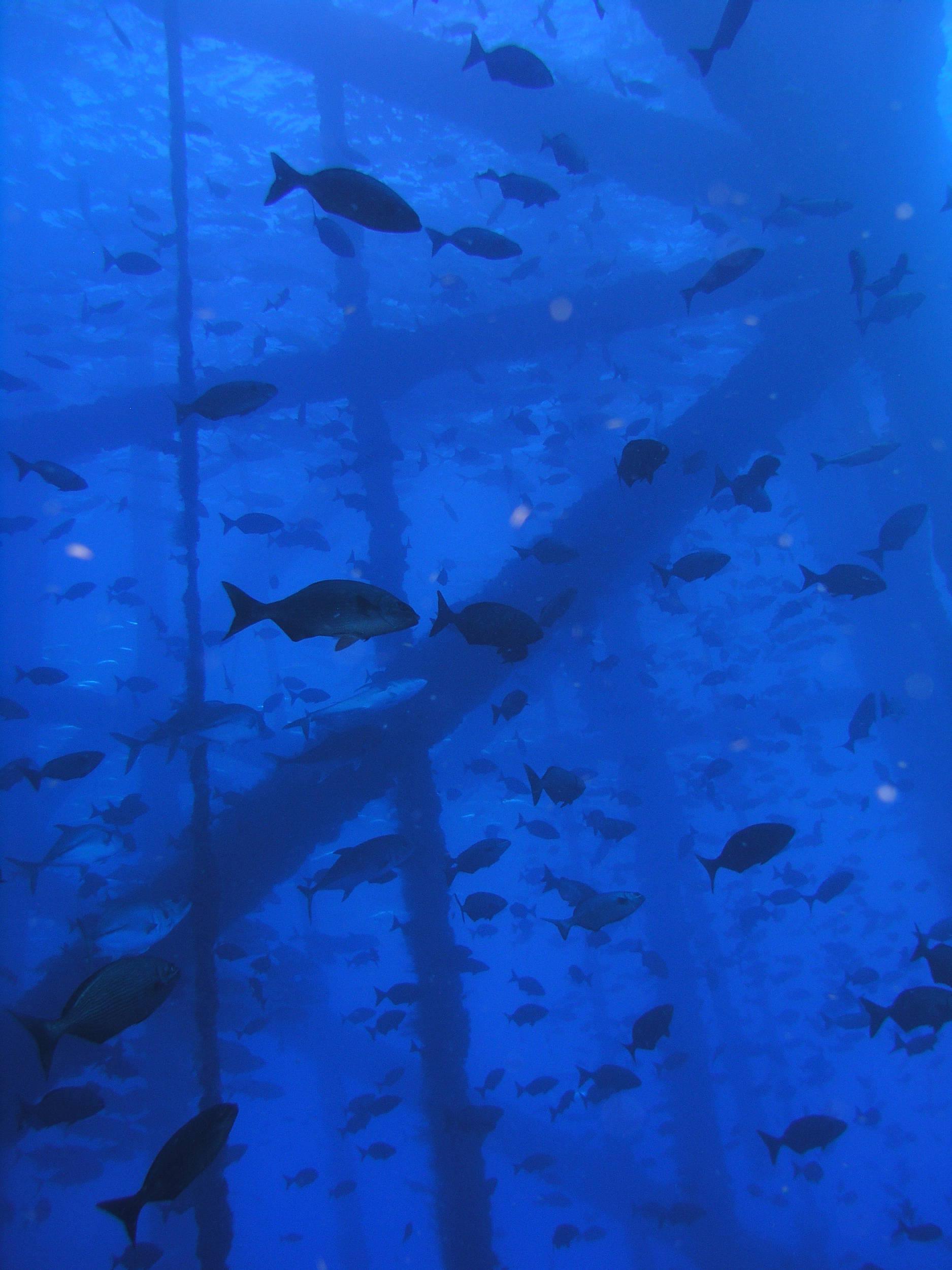 Yes, there were that many fish