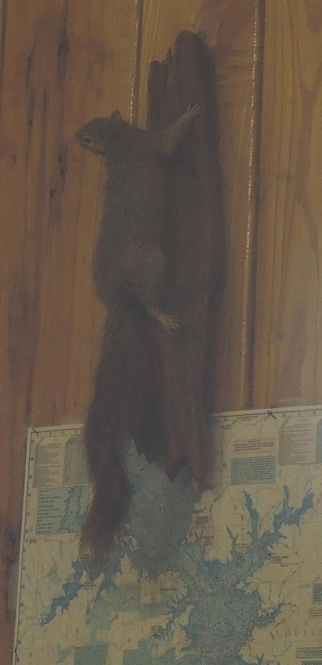 yes, they stuffed a squirrel