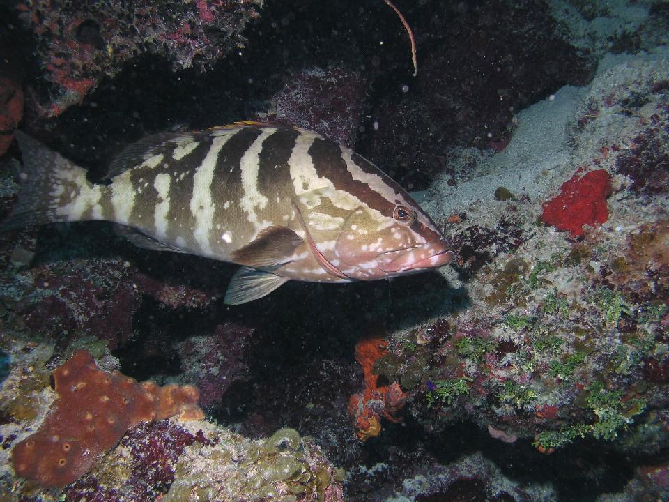 Yo, whadda you lookin at?