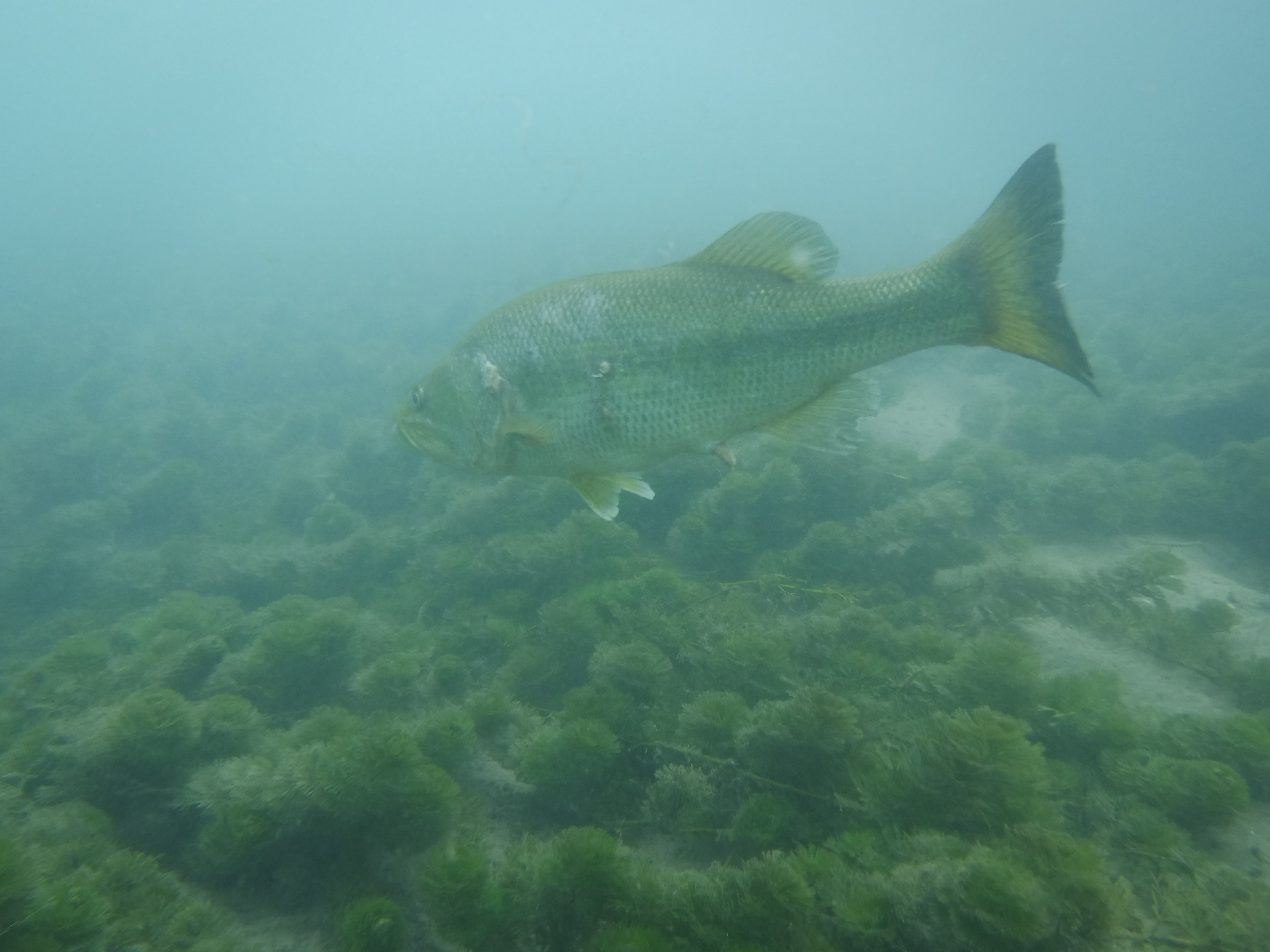 You know I'm All About That Bass 'Bout That Bass' No Treble