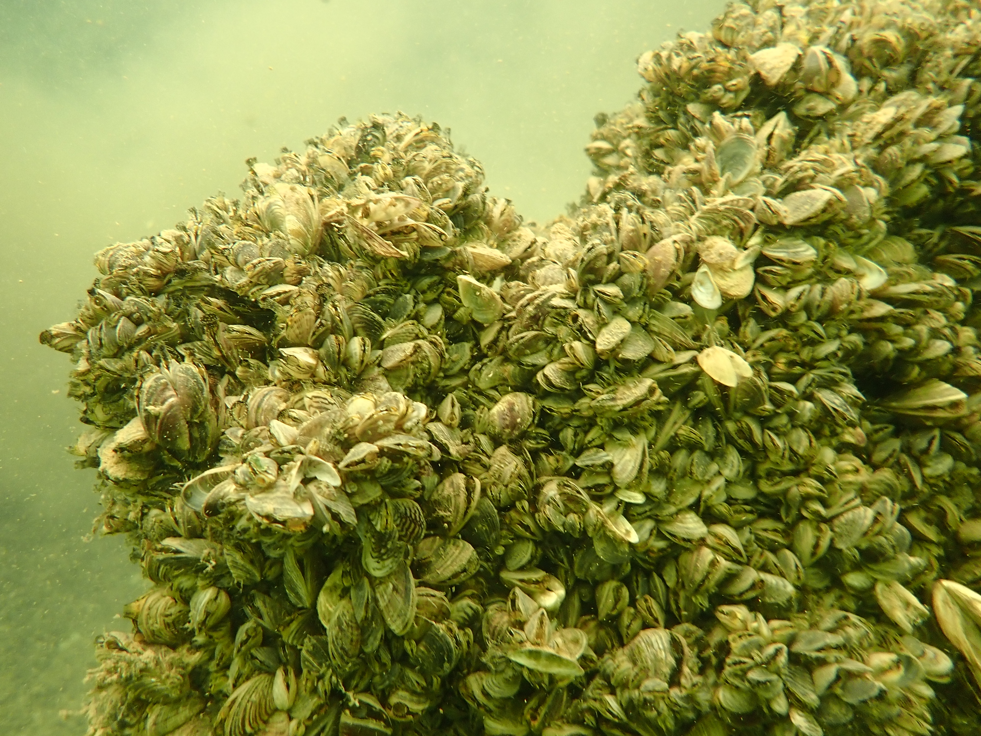 Zebra mussels