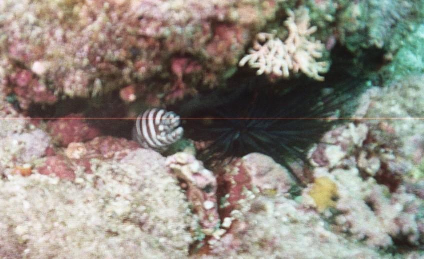 ZebraMoray & Urchin